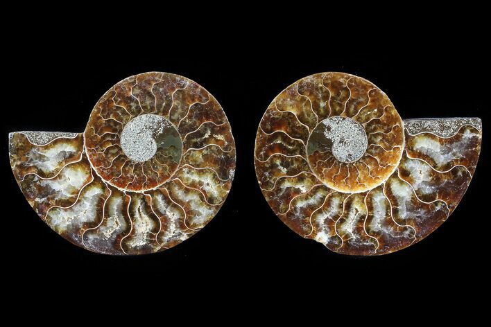Cut & Polished Ammonite Fossil - Agatized #82295